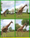 Ndeg_050_-_Girafe_-_IMG_0190.JPG