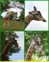 Ndeg_051_-_Girafe_-_IMG_0193.JPG