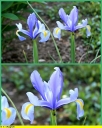 Ndeg_051_-_Iris_hollandais_-_Ndeg_11_603.JPG