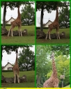 Ndeg_052_-_Girafe_-IMG_0291.JPG