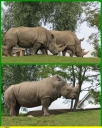 Ndeg_057_-_Rhinoceros_-_IMG_0181.JPG