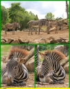 Ndeg_058_-_Zebre_de_Grevy_-_IMG_0206.JPG