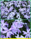 Ndeg_059_-_Phlox_mousse_-_Ndeg_11_681.JPG