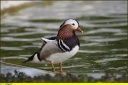 Ndeg_05_-_Canard_mandarin_-_male_-_Aix_galericulata.jpg