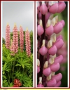 Ndeg_05_-_Lupin_-_IMG_0148.jpg