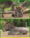 Ndeg_060_-_Zebre_de_Grevy_-_IMG_0222.JPG