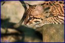 Ndeg_065_Ocelot.JPG