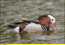 Ndeg_06_-_Canard_mandarin_-_male_-_Aix_galericulata.jpg