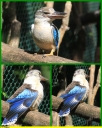 Ndeg_073_-_Kookaburra_a_ailes_bleues_-_IMG_0316.JPG