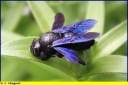 Ndeg_076_-_Abeille_charbonniere_-_Ndeg_12_024.jpg