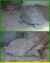 Ndeg_078_-_Tortue_-_IMG_0207.JPG