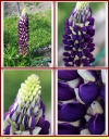 Ndeg_07_-_Lupin_-_IMG_0190.jpg