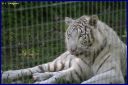 Ndeg_089_Tigre_blanc.JPG