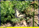 Ndeg_090_-_Papilio_macho_-_Ndeg_11_741.jpg