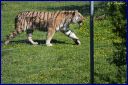 Ndeg_091_Tigre_de_siberie.JPG