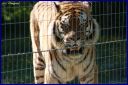 Ndeg_093_Tigre_de_siberie.JPG