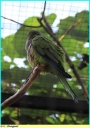 Ndeg_095_-_Conure_veuve_-_IMG_1001.JPG