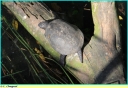 Ndeg_096_-_Tortue_-_IMG_1005.JPG