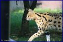 Ndeg_100_Serval.JPG