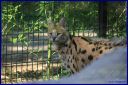 Ndeg_102_Serval.JPG