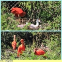 Ndeg_103_-_Ibis_rouge.jpg