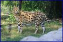 Ndeg_103_Serval.JPG