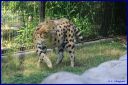 Ndeg_104_Serval.JPG