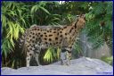 Ndeg_106_Serval.JPG