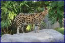 Ndeg_107_Serval.JPG