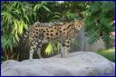 Ndeg_108_Serval.JPG