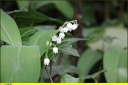 Ndeg_10_-_Muguet.jpg