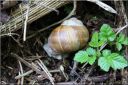 Ndeg_12_261_-_escargot_de_Bourgogne.JPG