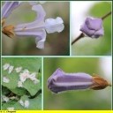 Ndeg_13_-_Paulownia_tomentosa.JPG