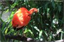 Ndeg_13_663_-_ibis_rouge.JPG