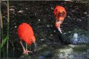 Ndeg_13_665_-_ibis_rouge.JPG