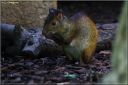 Ndeg_13_678_-_agouti_a_dos_noir.JPG