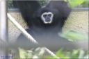 Ndeg_13_728_-_gibbon.JPG