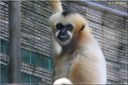 Ndeg_13_731_-_gibbon.JPG