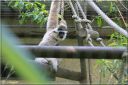 Ndeg_13_735_-_gibbon.JPG