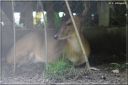 Ndeg_13_737_-_muntjac_de_Chine.JPG