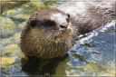 Ndeg_13_745_-_loutre_cendree.JPG