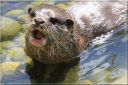 Ndeg_13_747_-_loutre_cendree.JPG