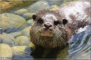 Ndeg_13_748_-_loutre_cendree.JPG