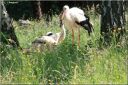 Ndeg_13_778_-_cigogne.JPG