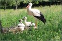 Ndeg_13_781_-_cigogne.JPG