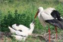 Ndeg_13_784_-_cigogne.JPG