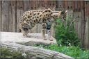 Ndeg_13_811_-_serval.JPG