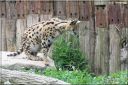 Ndeg_13_812_-_serval.JPG