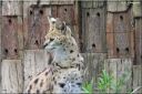 Ndeg_13_813_-_serval.JPG