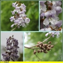 Ndeg_14_-_Paulownia_tomentosa.JPG